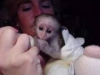 Kaytl kadn capuchin maymunlar