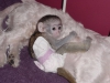 Kayitli saglikli capuchin maymunlar12