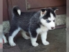 Kaytl sibirya husky yavru