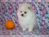 Kaytl sosyal pomeranian yavru