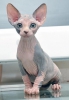 Kaytl sphynx kittens122