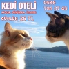 Kedi oteli avclar istanbul