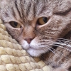 Kedi pansiyon kedi otel kedi baklr.