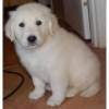 Kids loving golden retriever puppy.