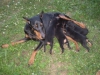 King doberman yavrulari