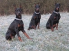 King doberman yavrulari