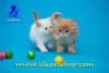 Kpr kpr oyuncu exotic shorthair ve iran yavrularmz