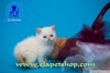 Kpr kpr oyuncu exotic shorthair ve iran yavrularmz