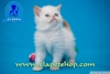 Kpr kpr oyuncu exotic shorthair ve iran yavrularmz