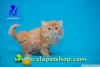 Kpr kpr oyuncu exotic shorthair ve iran yavrularmz