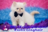 Kpr kpr oyuncu exotic shorthair ve iran yavrularmz