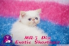 Kpr kpr oyuncu exotic shorthair ve iran yavrularmz