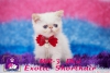 Kpr kpr oyuncu exotic shorthair ve iran yavrularmz