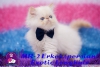 Kpr kpr oyuncu exotic shorthair ve iran yavrularmz