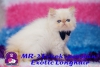 Kpr kpr oyuncu exotic shorthair ve iran yavrularmz