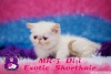 Kpr kpr oyuncu exotic shorthair ve iran yavrularmz