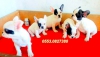 Klasik french bulldog yavru