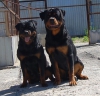 Koca kafali macar rottweiler yavrulari