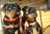 Koca kafali macar rottweiler yavrulari