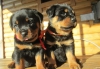 Koca kafali macar rottweiler yavrulari