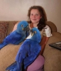 Konuma ifti hyacnth macaw kular yeni ev metin ihtiyac v