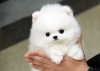 Kpek bir bebek ve yolda ##@%pomeranian puppies !!