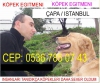 Köpek eğitim okulu