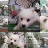 Kpek samoyed