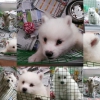 Kpek samoyed