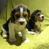 Kpekler beagle trcolore