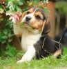 Kpekler beagle trcolore