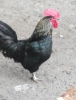 Köy horozlarimi satiyorum