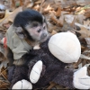 Kusursuz capuchin maymunu ev yetitirmek bebek maymunlar se