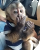 Kusursuz capuchin maymunu ev yetitirmek bebek maymunlar se