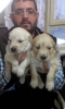 Kut burunlu golden retriever yavrulari