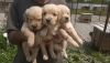 Kut burunlu golden retriever yavrulari