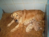 Kut burunlu golden retriever yavrulari