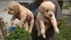 Kut burunlu golden retriever yavrulari