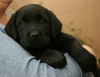 Labrador retriever yavrulari