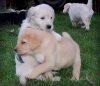 Labrador retriever yavrularmz iin sevgi dolu bir ev mi ar