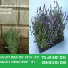 Lavanta Fidesi,Lavanta Fidesi Sat,Lavandula,Lavanta Tohum