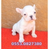 Lekesiz beyaz french bulldog yavrular