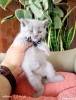 Lilac  scottish fold