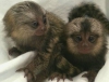 Ma ve e. marmoset maymunlar ve capuchin maymunlar.