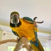 Macaw, cockatoo and other parots