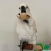 Macaw, cockatoo and other parots