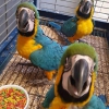 Macaw papaan 4