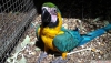 Macaw papaan 4