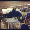 Macaw parrot and cocatua parrot for adoption