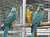 Macaws, afrikallar, cockatoos ve conure kular mevcut